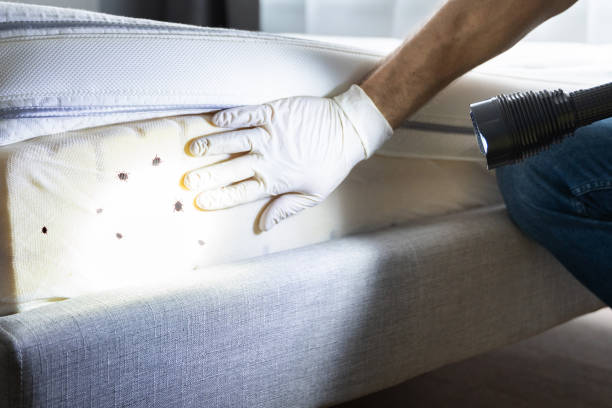 Professional Pest Control in Herald Harbor, MD